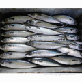 Scomber Japonicus BQF Frozen Pacific Mackerel for Canning